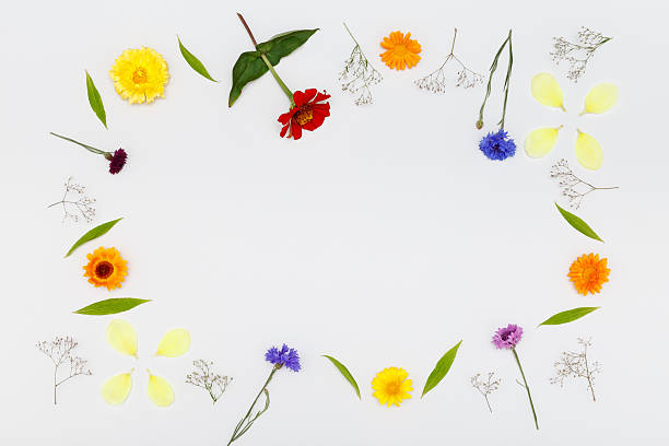 istock Flowers on white background. Top view, flat lay 586351382