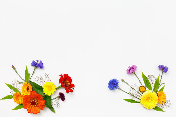 istock Flowers on white background. Top view, flat lay 586351416