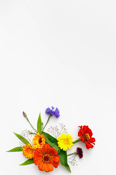 istock Flowers on white background. Top view, flat lay 586351436