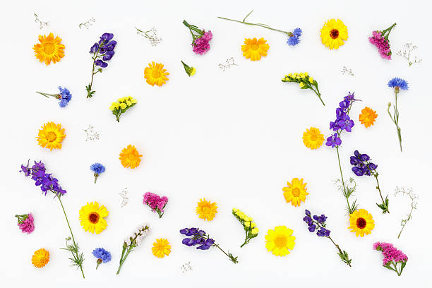 istock Flowers on white background. Top view, flat lay 586351510