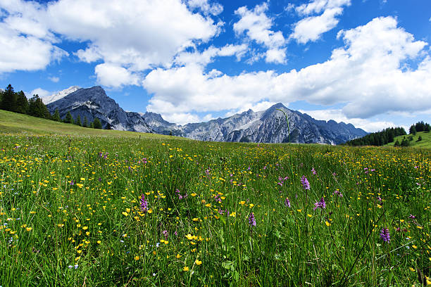 istock Blooming meadow flowers in spring time with blue sky 586353048