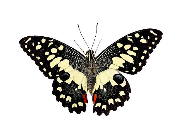 istock butterfly isolated on white background 586354654