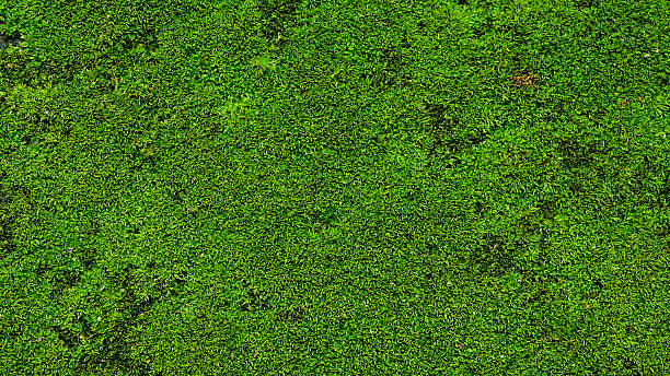istock Green Moss on the stone background texture 586355020