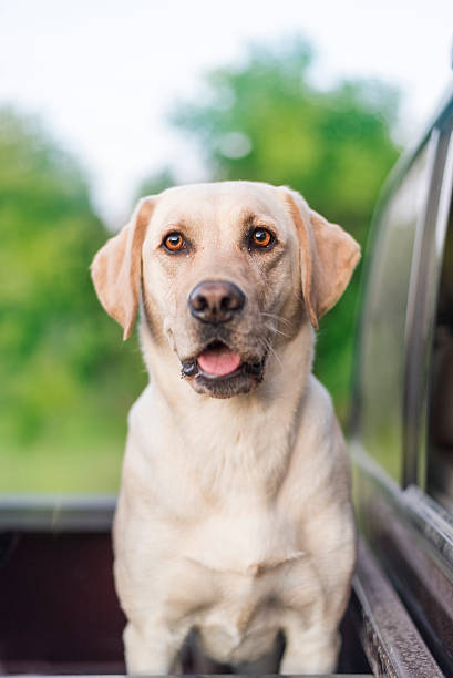 istock happy yellow lab in truck bed during summer 586355170