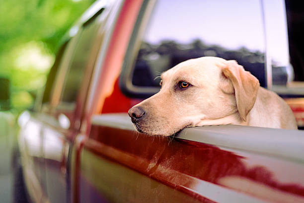istock yellow labrador waiting for car ride 586355202