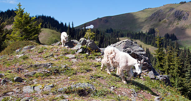 mother nanny and baby kid mountain goats descending hurricane hill - hurrican imagens e fotografias de stock