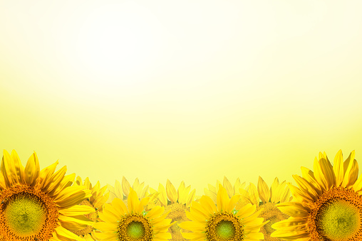 Floral background border of yellow sunflower.