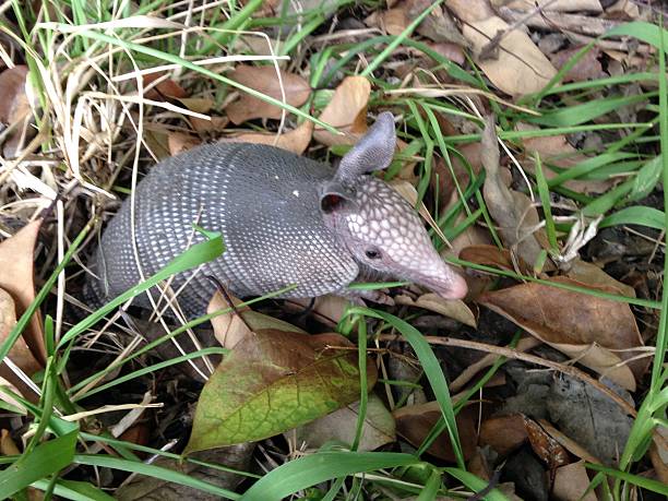 Armadillo Walking In Florida Circle B Bar Reserve