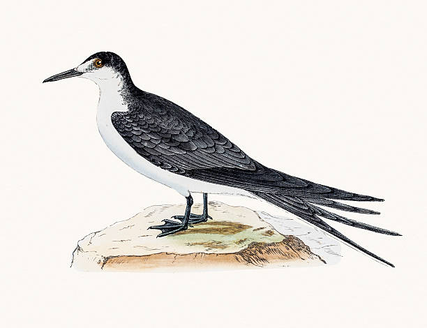 заоченная крачка - sooty tern stock illustrations