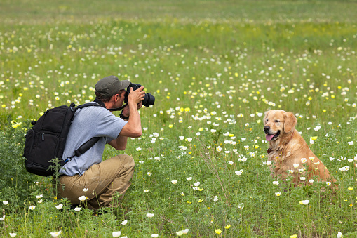 Photography man and his dog on a green meadow. Man taking photos of the dog. Golden Retriever