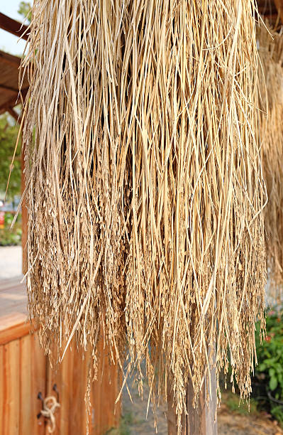istock Rice harvested and dried in autumn 586358498