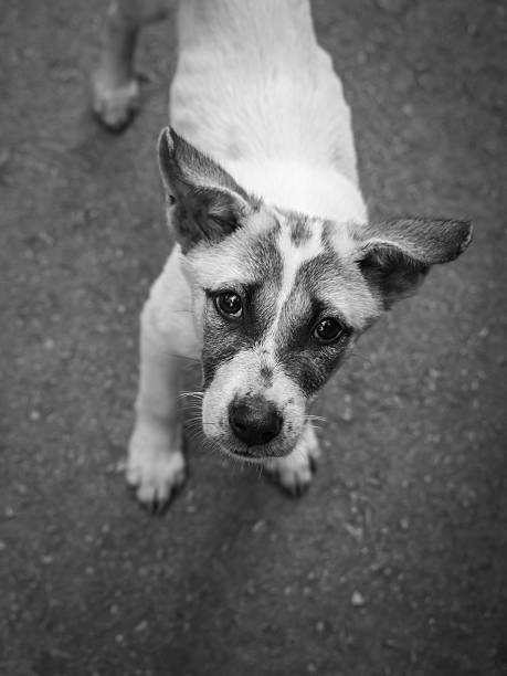 istock Close-up image of starveling puppy 586359544