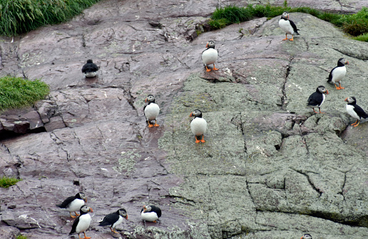 Puffins in St. John's Newfoundland also known as parrots of the sea