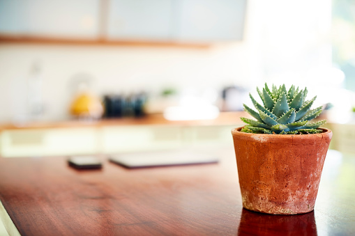 Close-up of succulent plant on kitchen island. It is in brightly lit room at home. Focus is on flower pot.