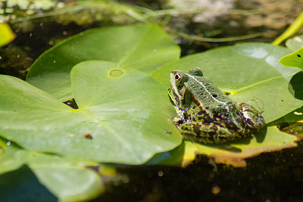 istock Little frog sitting on a lily pad in a pond 586365514