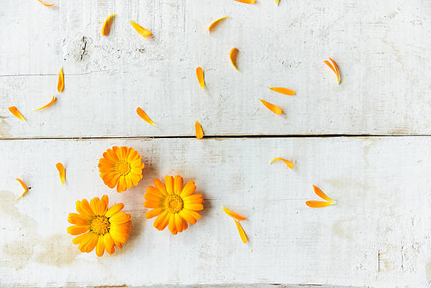 flowers of calendula pattern of calendula flowers on the table field marigold stock pictures, royalty-free photos & images