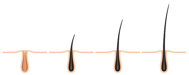 hair follicle. cross section.