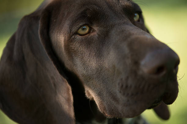 istock Close up dog portrait 586366542