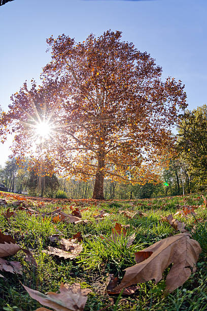 istock Early autumn in the park 586367680