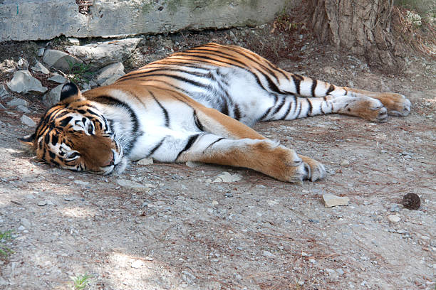 istock Tiger resting under the shade of a tree 586368172
