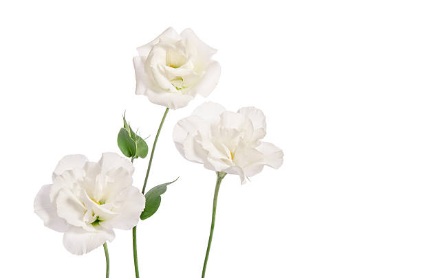 istock Beautiful eustoma flowers isolated on white background 586368870