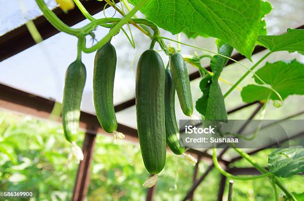 Cucumbers In Greenhouse Growing Cucumbers Stock Photo - Download Image Now - Cucumber, Plant, Greenhouse