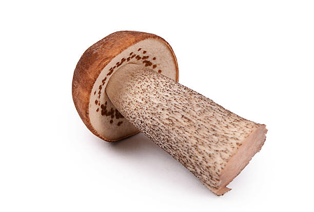 istock Brown cap boletus isolated on white 586370110