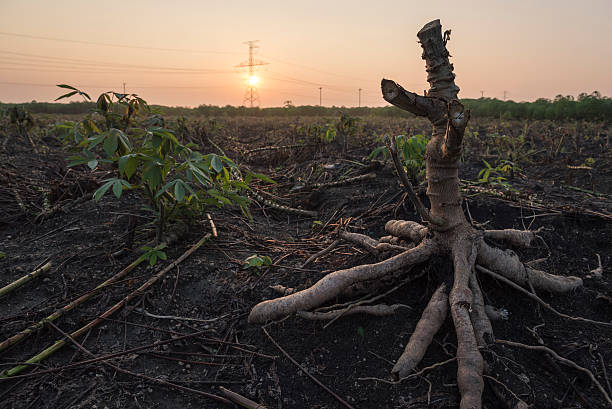Manoic plant on the groud with sunrise