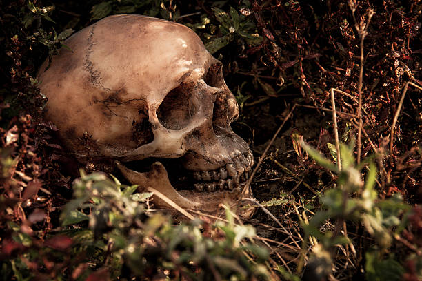istock Still Life with a Skull in forest 586370630