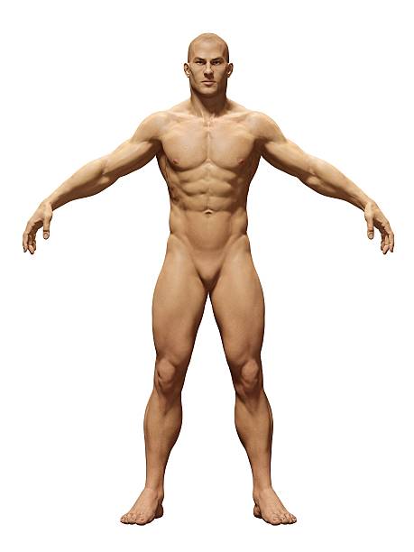 standard health men - rear view human arm naked men imagens e fotografias de stock