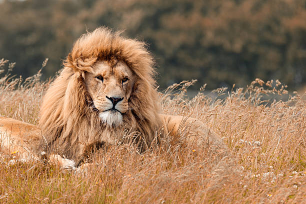 lions  - lion mane strength male animal photos et images de collection