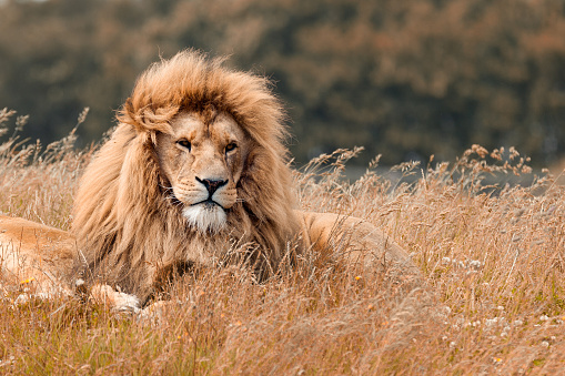 Portrait of the male lion resting with his pride
