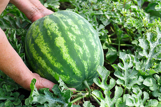 pastèque dans le jardin - senior adult gardening freshness recreational pursuit photos et images de collection