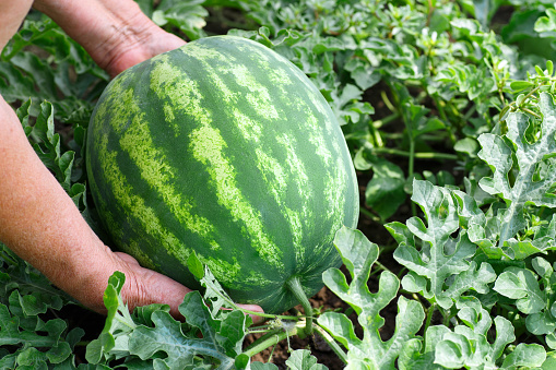 Watermelon in garden
