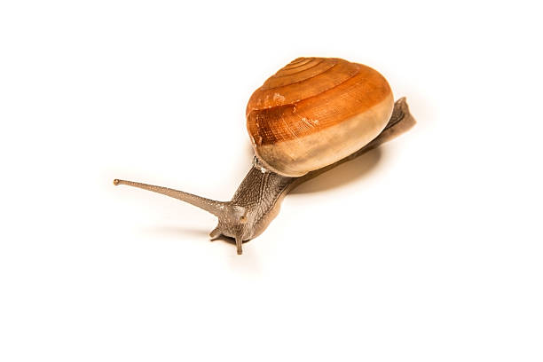 istock Snail isolated on white, shooting animals at close range. 586374116