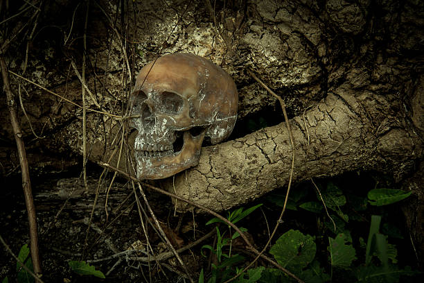 istock Still Life with a Skull in forest 586374622