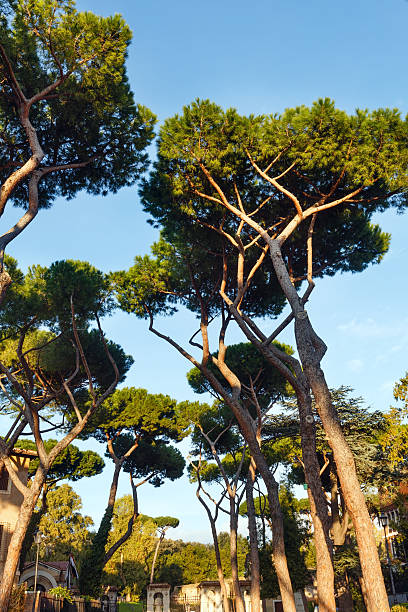 istock Big pine trees in city park. 586374882