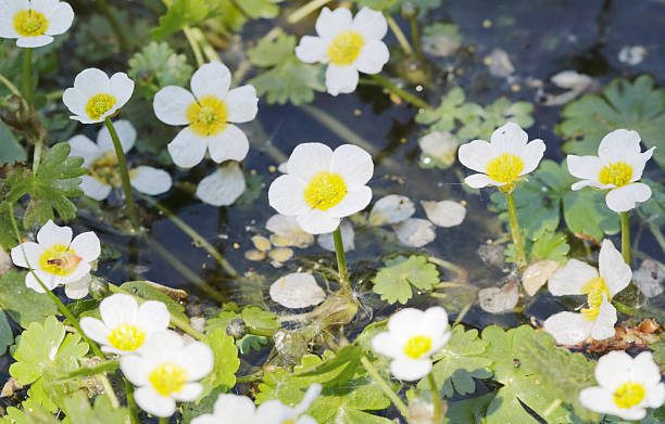 istock Pond Water Crowfoot (Ranunculus peltatus) 586375526