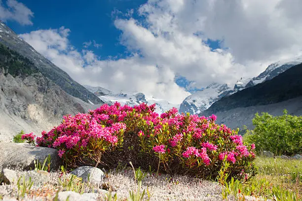 Rhododendrons under mountains of glaciers in the Alps in the summer