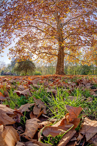 istock Colorful autumn in the park 586376482