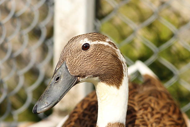 portrait of indian runner duck at the farm ( Anas platyrhynchos domesticus )
