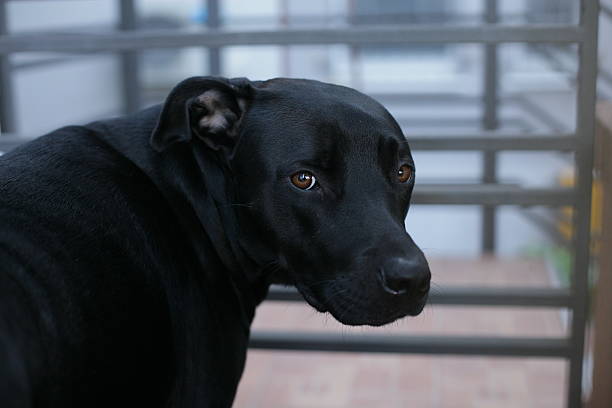 Shot of a black dog in a poverty-stricken urban settinghttp://195.154.178.81/DATA/istock_collage/0/shoots/783496.jpg
