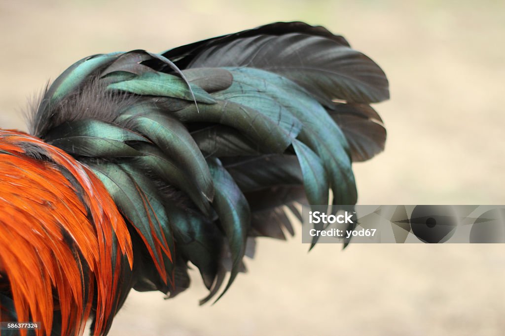 Image Of Rooster Tail Stock Photo - Download Image Now - Animal, Animal  Markings, Awe - iStock