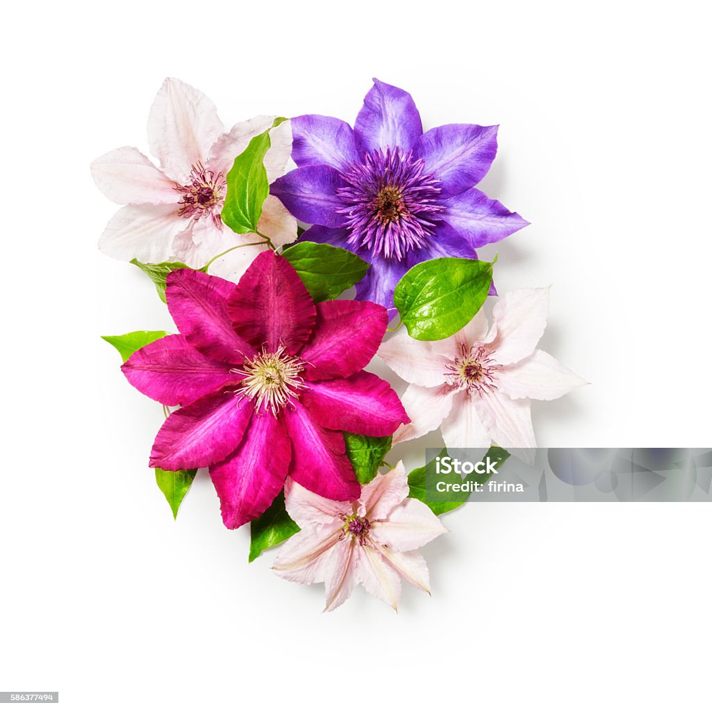 Clématite fleurs - Photo de En botte ou en grappe libre de droits