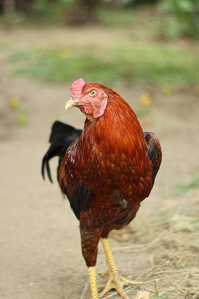 istock Image of colorful rooster. 586377606