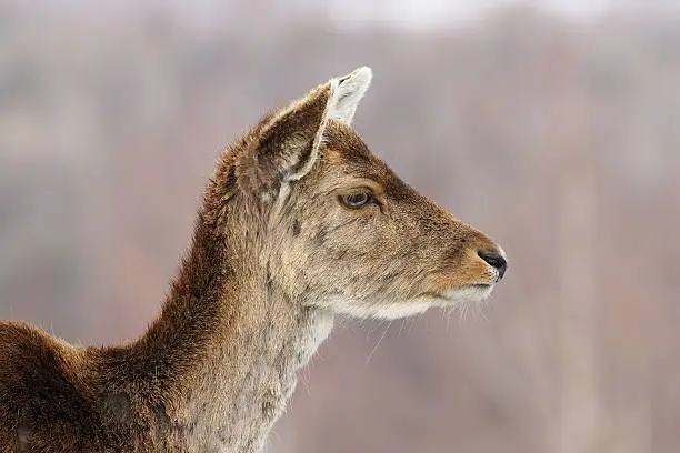 profile view of deer hind head, portrait of fallow deer doe ( Dama dama )