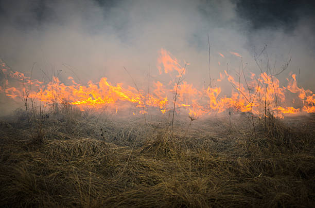 Line of the fire, burning meadow grass