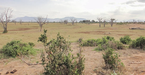 istock African savannah. Eastern Africa landscape 586378628