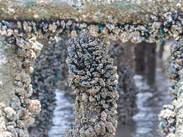 istock Group of Asian green mussel or Perna viridis 586378892