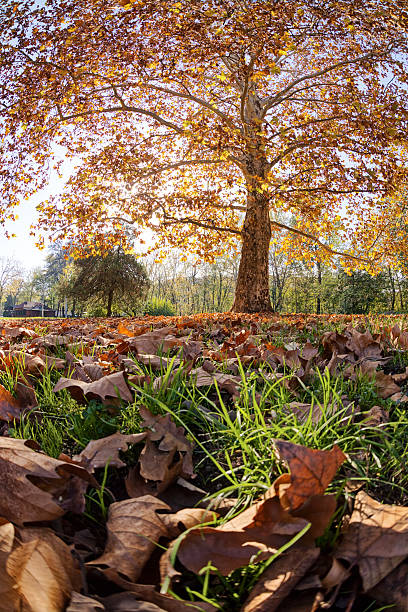 istock Colorful autumn in the park 586378900